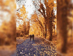 Goldener Herbstspaziergang