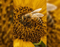 Sonnenblume trifft Biene