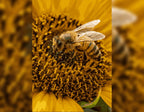 Sonnenblume trifft Biene