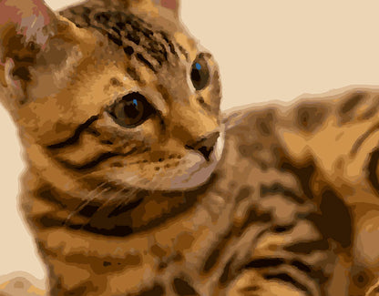 Painting by numbers digital, animals, Bengal cat