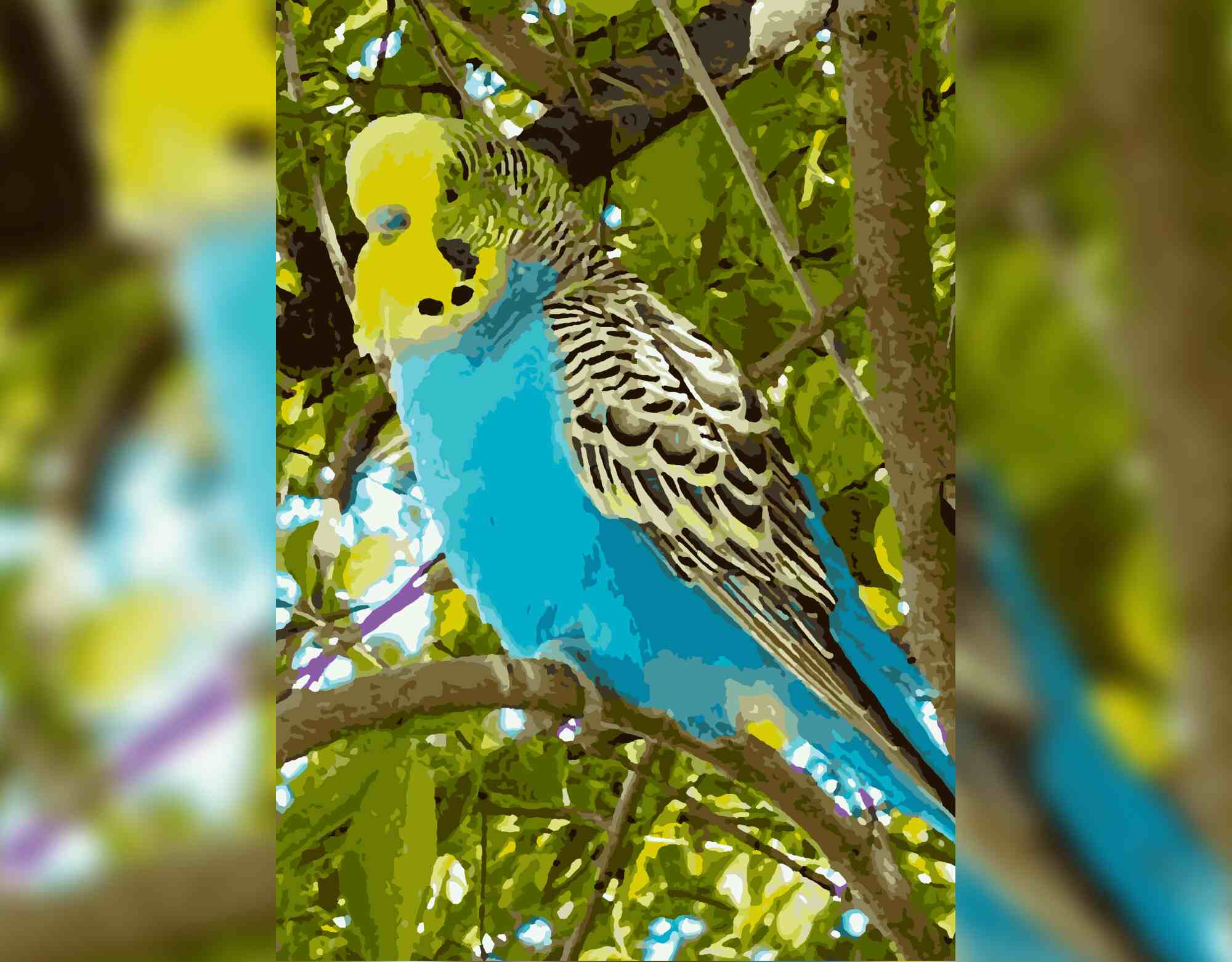 Budgie - Feathered Elegance