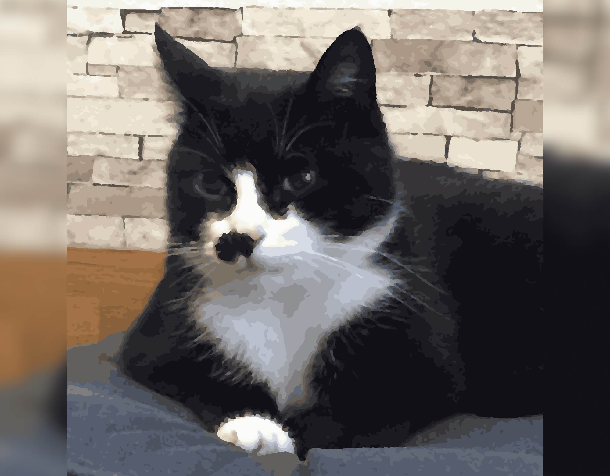 Serenity of the Cat