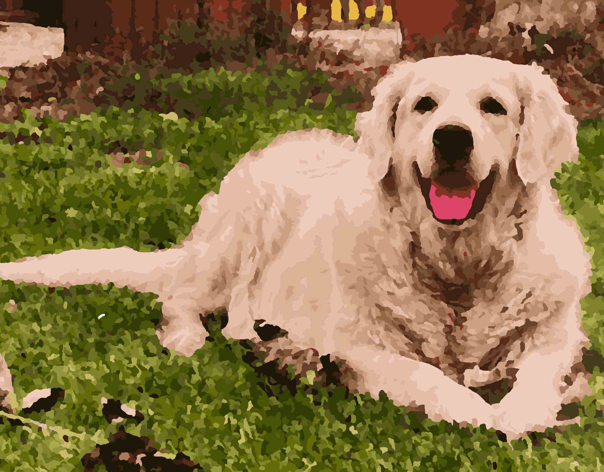 A Heart of Gold - Retriever Portrait