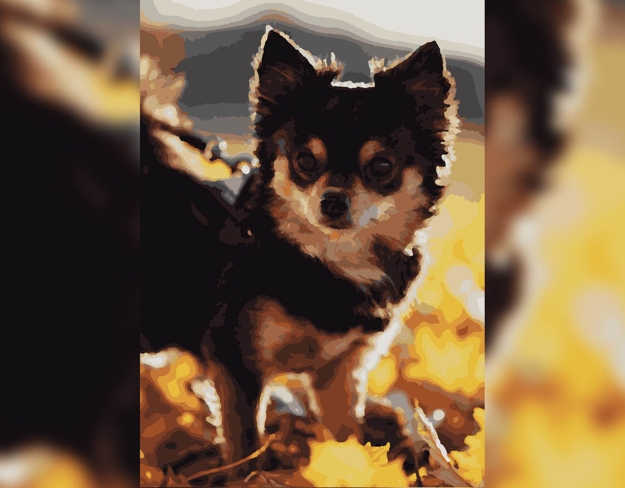 Chihuahua-Charm