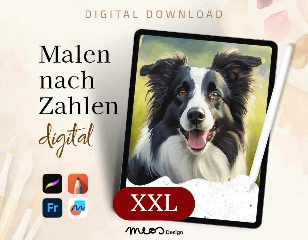 Kostenlos: Der Blick des Border Collie