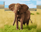 Elefant - Der sanfte Riese