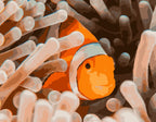 Clownfisch und die Magie des Meeres