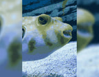Der lustige Fisch