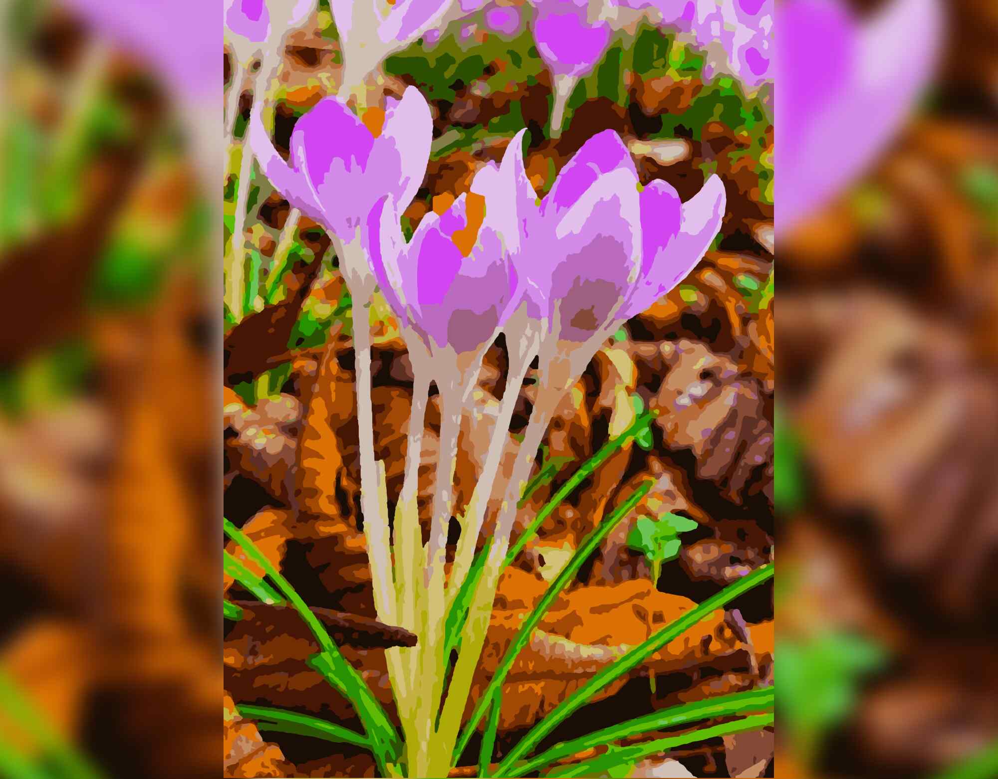 Blumen, Krokusblüte