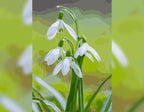 Snowdrops