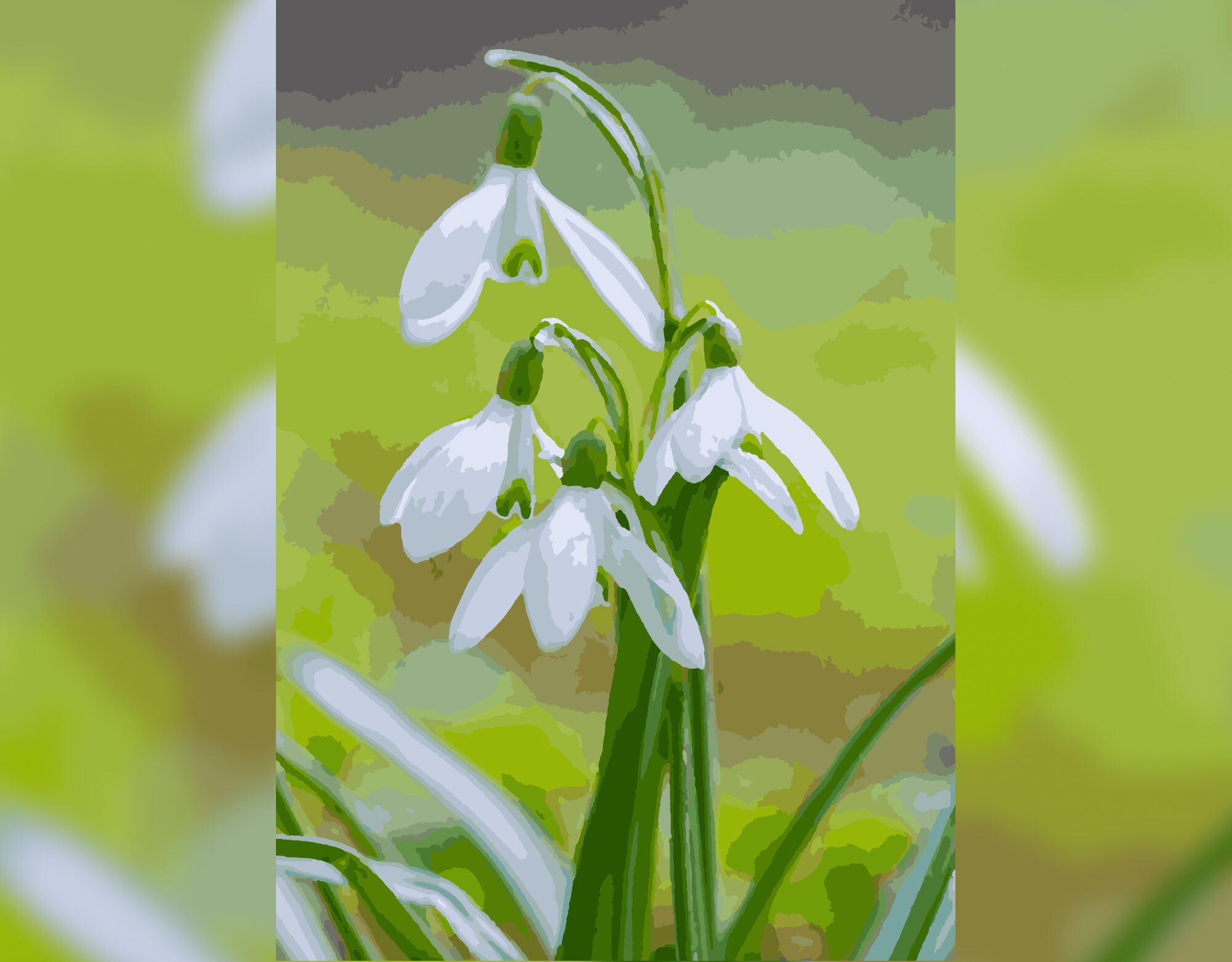 Snowdrops