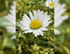 Where Daisy Daydreams Begin