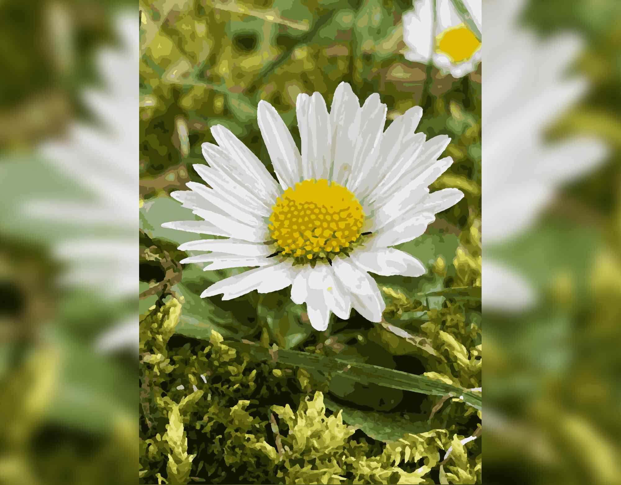 Where Daisy Daydreams Begin