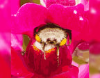 Colorful bumblebee