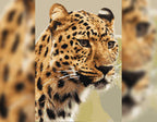 Majestic Leopard