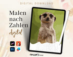 Meerkat Moments
