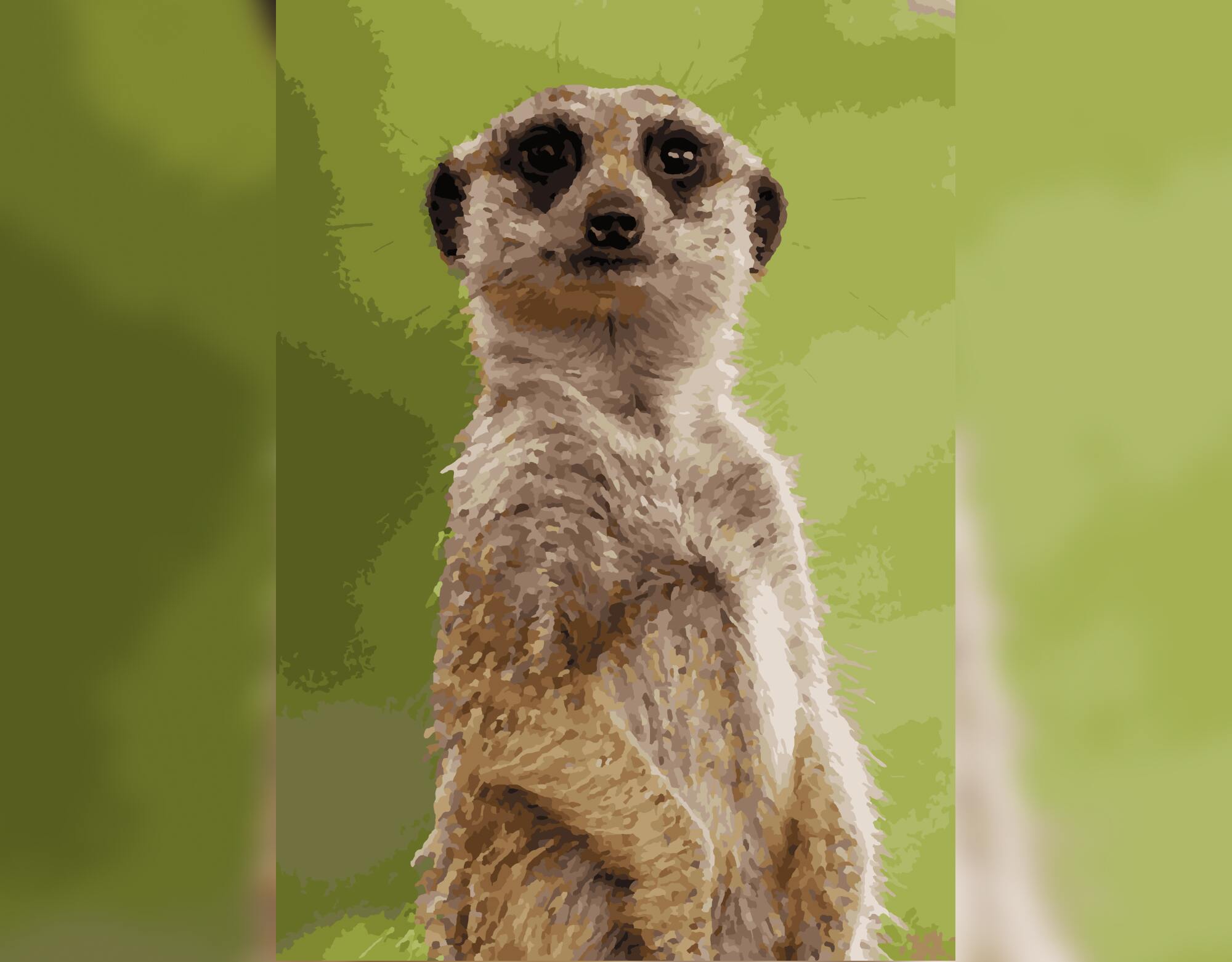 Meerkat Moments
