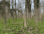 Serenity of the Forest