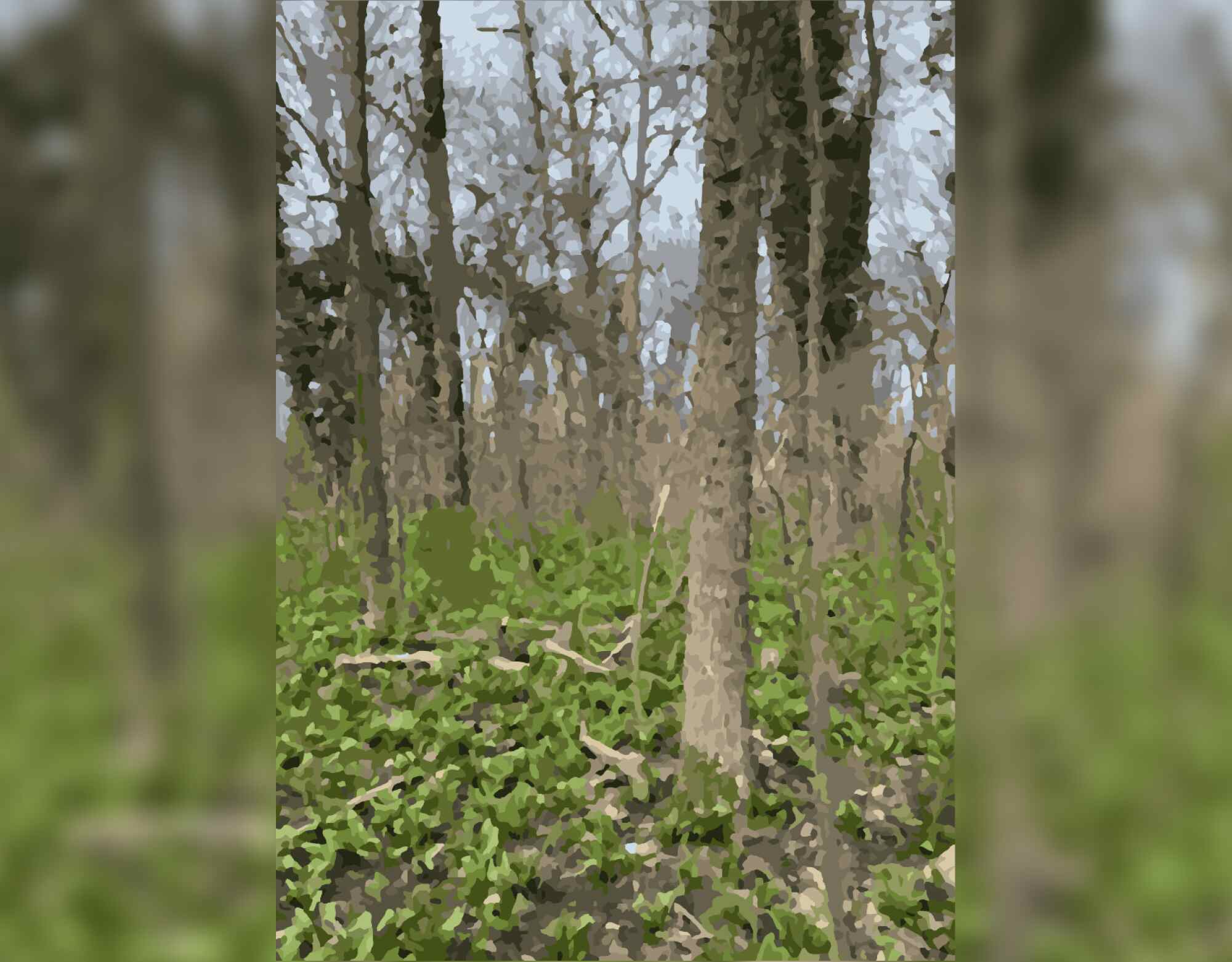 Serenity of the Forest