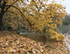 Autumn Serenity by the Water