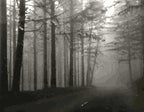 Licht und Schatten im Wald