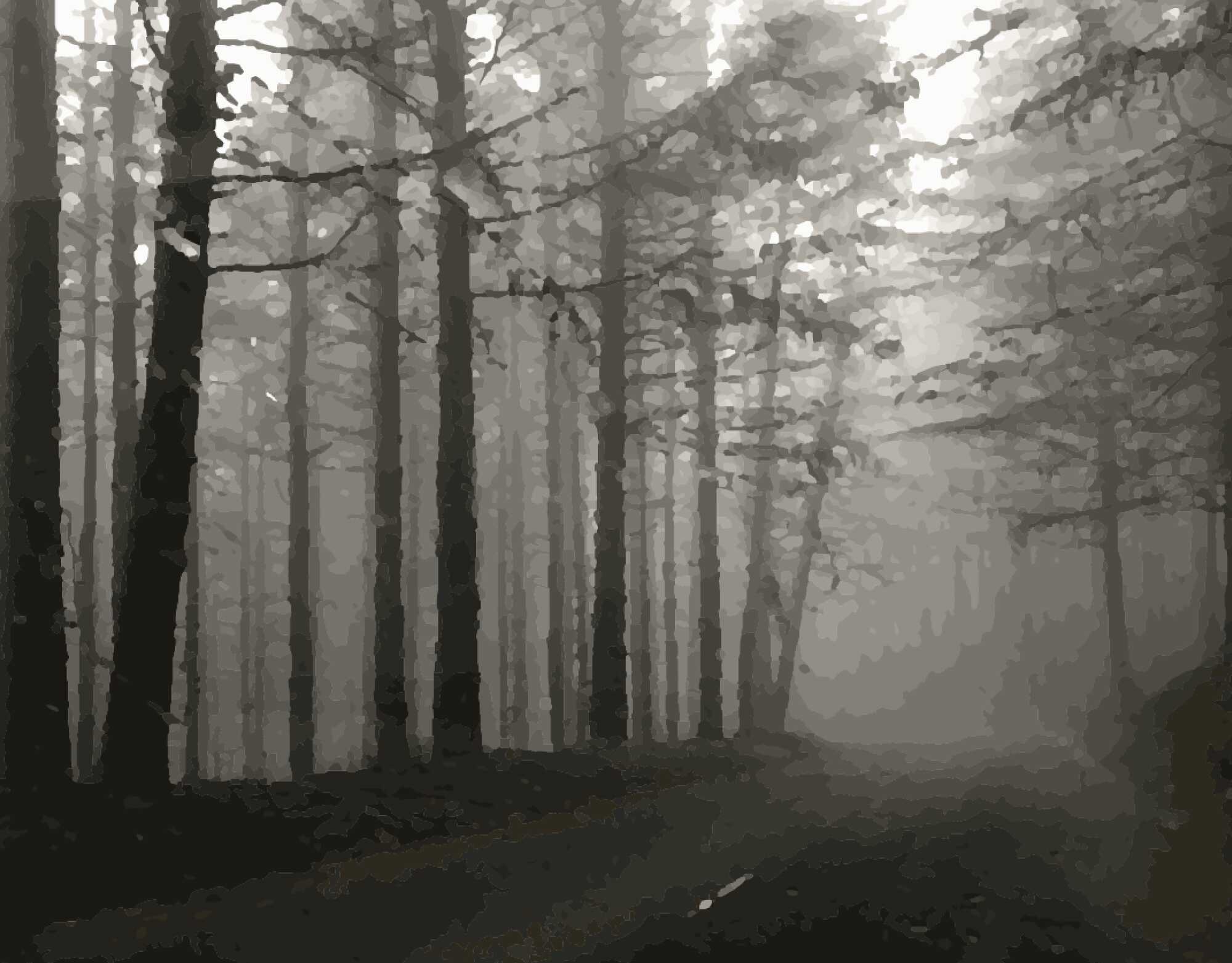 Licht und Schatten im Wald