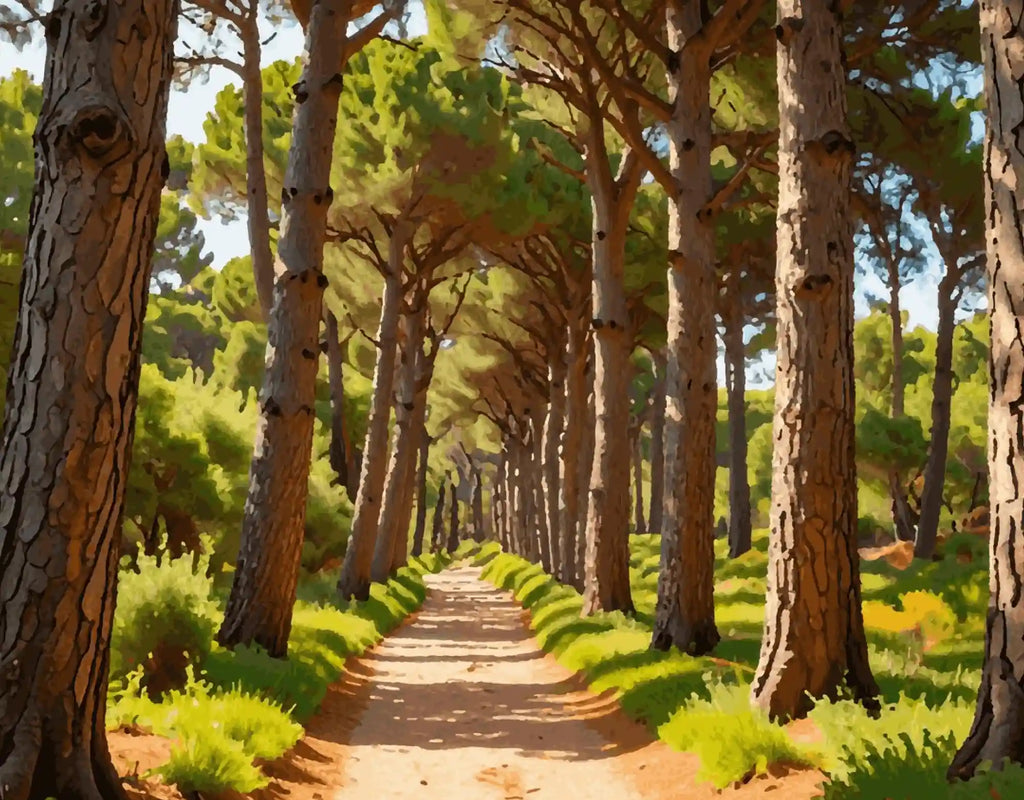 Where the Forest Opens Up