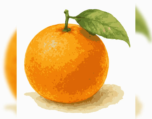 The Life of an Orange