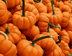 Glowing Pumpkin Serenity