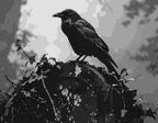 Whisper of the Raven