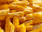 Sunlit Corn Stalks
