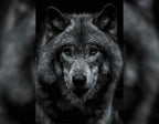 Wolf - Guardian of the Forest